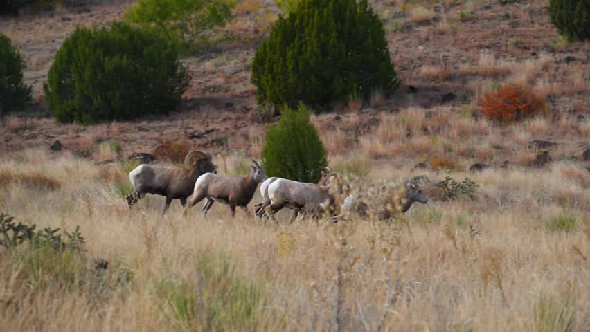 A herd of bighorn sheep in a rocky, autumn landscape. The animals are bighorn sheep Ovis canadensis, characterized by their distinctive large, curling horns. Texas