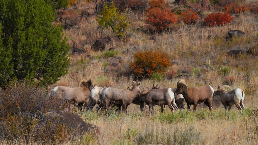 A herd of bighorn sheep in a rocky, autumn landscape. The animals are bighorn sheep Ovis canadensis, characterized by their distinctive large, curling horns. Texas
