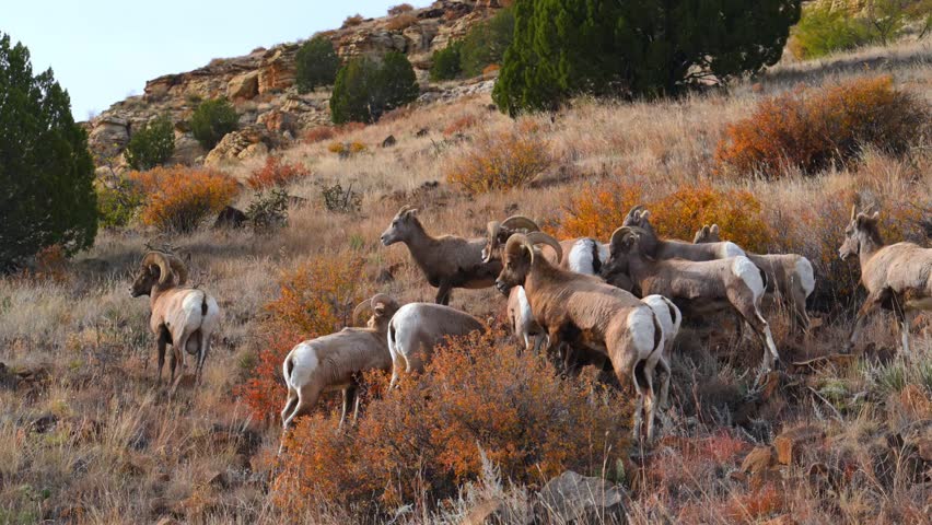 A herd of bighorn sheep in a rocky, autumn landscape. The animals are bighorn sheep Ovis canadensis, characterized by their distinctive large, curling horns. Texas