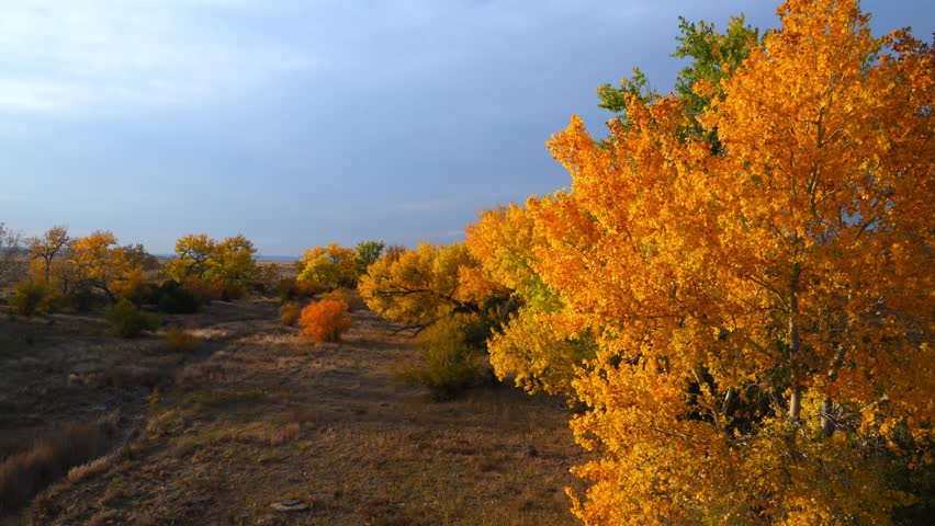 Texas, A vibrant landscape filled with cottonwood trees, likely Populus fremontii (Fremont Cottonwood), showcasing their brilliant autumn colors. The image features cottonwood trees, which are known for turning bright yellow and orange in the fall.  These trees are typical of riparian zones