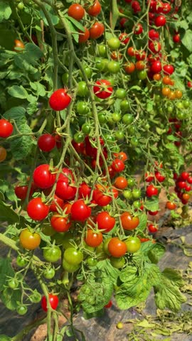 Ripe red cherry tomatoes growing on vine in sunny garden close up