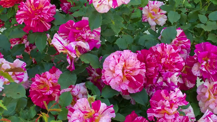 Beautiful striped pink and white roses in bloom, perfect for Mother