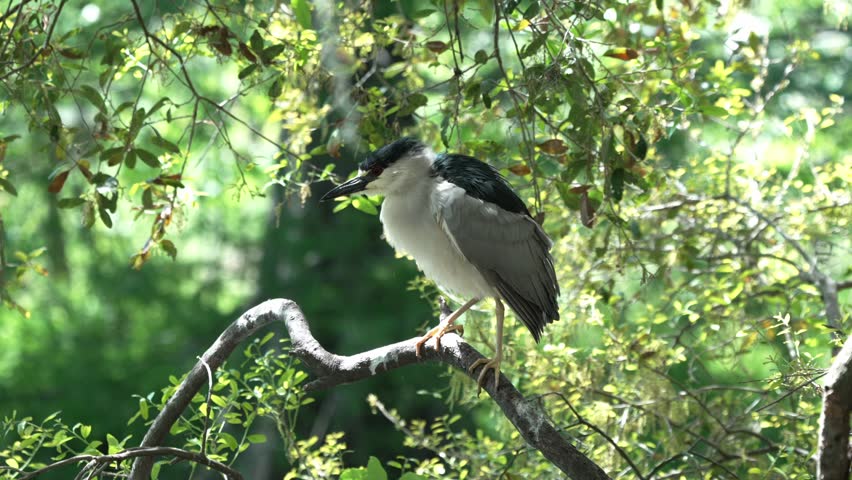 A black crowned night heron perched on a tree shaking water off its feathers after taking a bath