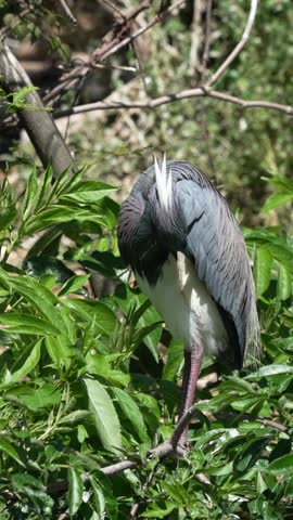 A tri-colored heron preening while perched on a tree branch in a rookery