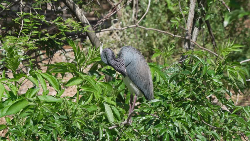 A tri-colored heron preening while perched on a tree branch in a rookery