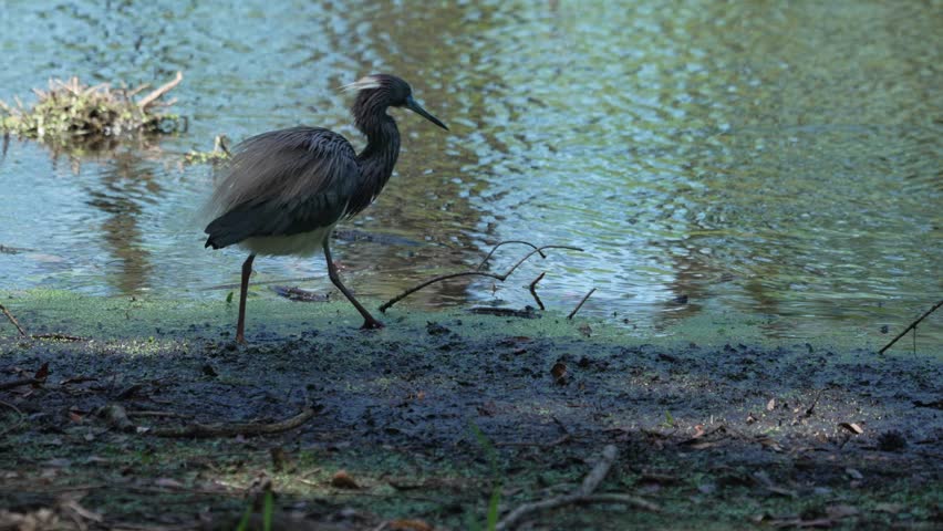 A tri-colored heron searching for nesting materials in a shallow pond