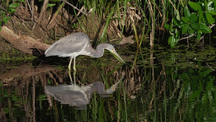 A tri-colored heron scratching it neck