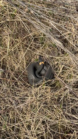 common grass snake is basking on the dry grass, coiled in rings. non venomous snake in natural conditions