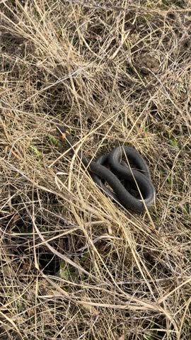 grass snake is crawling along the dry grass, basking in the sun. A non venomous snake with orange spots on the back of the head.