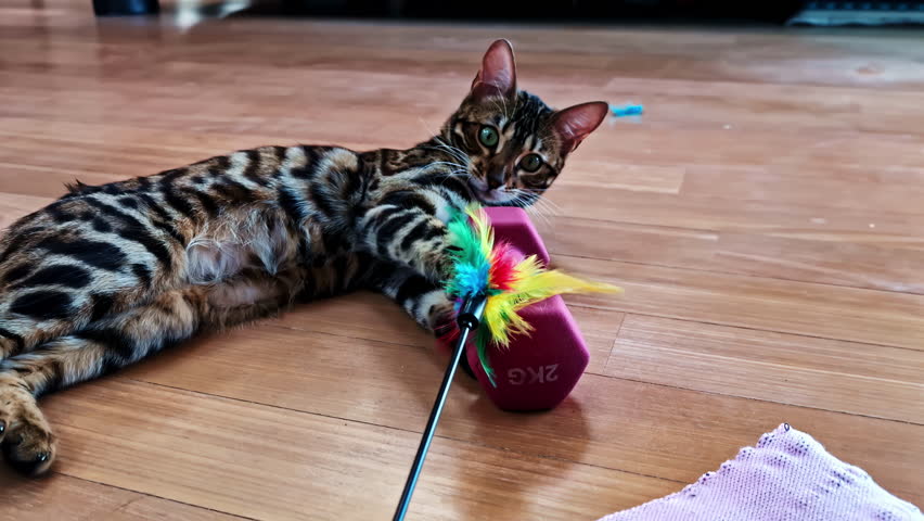Playful Bengal cat lounges on a wooden floor, hugging a red dumbbell while pawing a colorful feather wand toy. Cute indoor pet moment with bright eyes and fun energy.