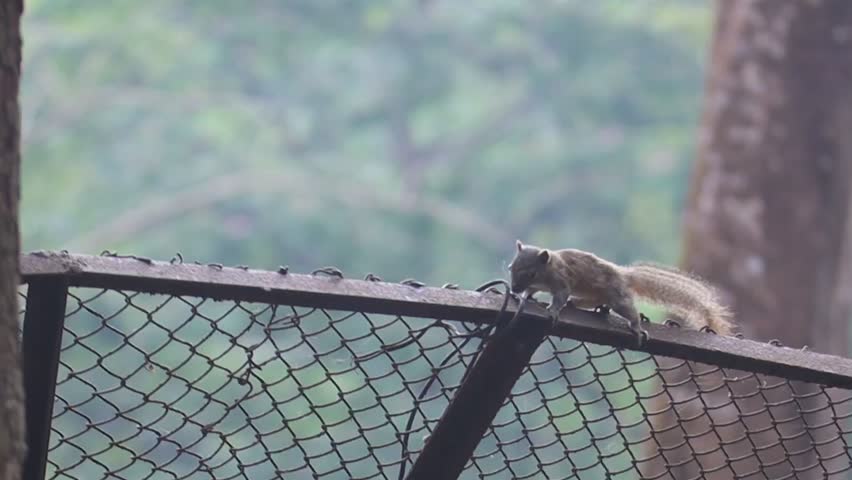 A wild squirrel rests attentively on a textured pine tree branch in a natural forest setting.