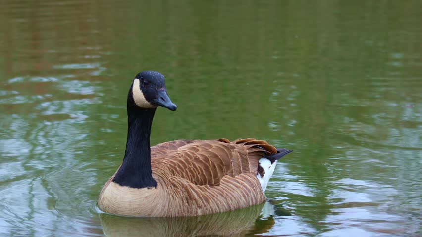 goose and geese swimming around on water peacefully 
