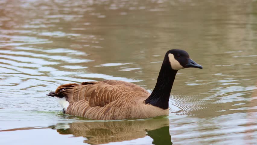 goose and geese swimming around on water peacefully 