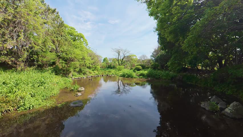 Static shot of a peaceful Japanese garden pond with birds flying over under a blue sky with white clouds
