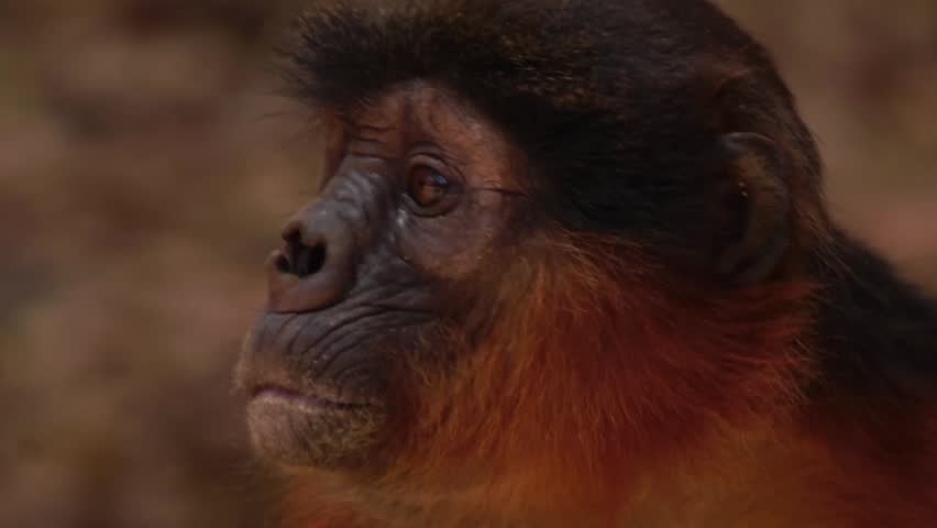 Western Red Colobus monkey in Gambia