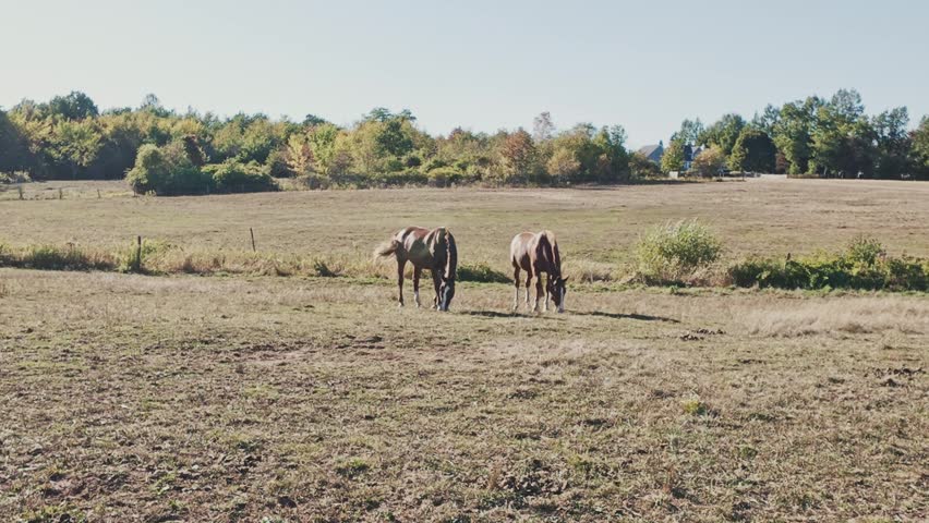 Wide cinematic shot: group of purebred horses including two beautiful ones grazing on a colorful flowering pasture during sunny summer day. Horse farm near Halifax, Nova Scotia, Canada 4K.