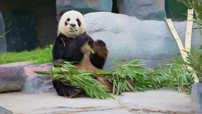 A giant panda from China sits on the ground eating bamboo.