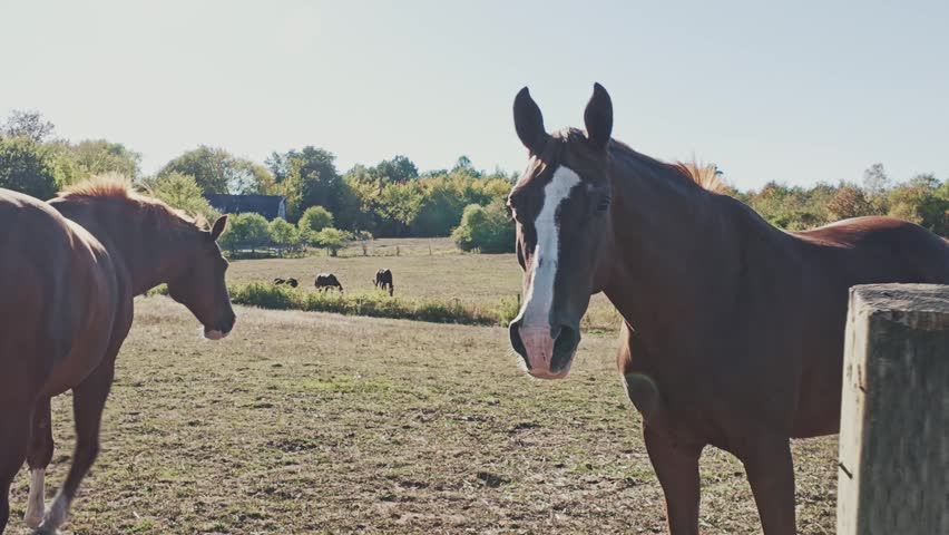 Peaceful summer scene: two beautiful thoroughbred horses graze on a sunlit flowering meadow at a horse farm near Halifax, Nova Scotia, Canada. Herd of horses in soft background, warm golden light 4K.
