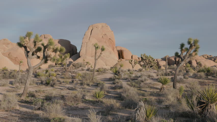 a tilt up clip of joshua trees and monzogranite boulders at joshua tree national park during a spring sunset in california, usa