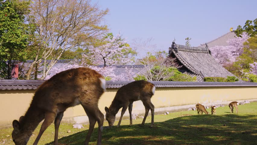 Nara Deer Park and Todaiji Temple in Spring, Sakura Blooming in Japan
