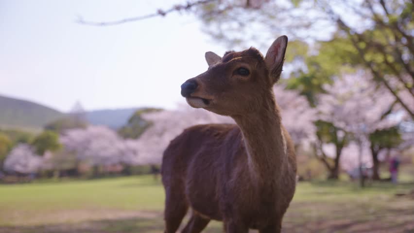 4k Nara Deer Park in Spring, Pink Sakura Trees in Full Bloom, Japan