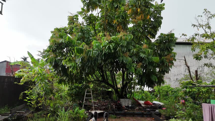 A drone shot from the air, moving slowly forward across a lush backyard. A large, leafy tree, surrounded by lush vegetation, stairs, and piles of items under a cloudy sky.