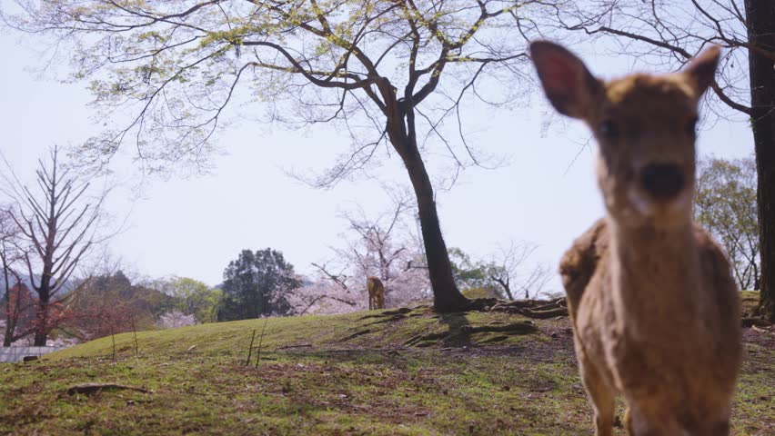Sakura Season in Nara Park, Cute Deer and Pink Blossoms in Japan