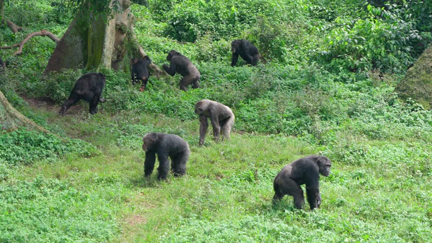 Family of chimpanzees walks along the ground and emerges from the forest into an open