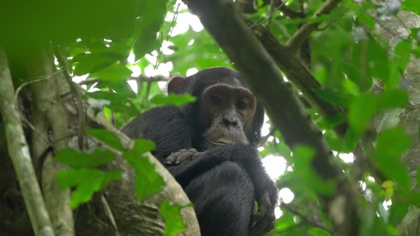 Male Chimpanzee in Budongo Forest, Uganda.