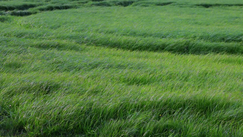 Lush Green Grass Field Blowing and Swaying in the Wind. Beautiful Natural Landscape on a Breezy Summer Day. Peaceful Background Footage.