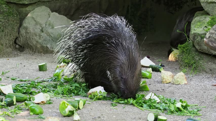 The Indian crested Porcupine, Hystrix indica or Indian porcupine is a large species of hystricomorph rodent belonging to the Old World porcupine family Hystricidae