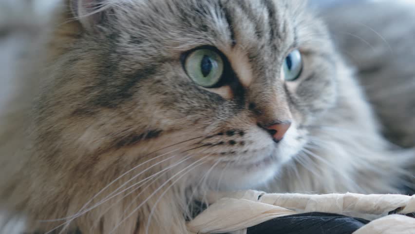 Extreme close-up portrait of a long-haired gray cat with striking blue eyes. Detailed fur texture, intense gaze, elegant and calm mood, perfect for pet and animal-themed visuals.
