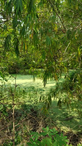 Bamboo Leaves Countryside Water Landscape View