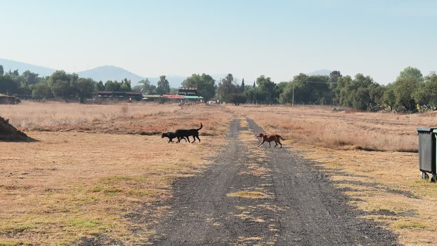 Mixed breed dogs run freely across a dry open field with golden dry grass, hay bales, and scenic mountains in the background on a sunny day.