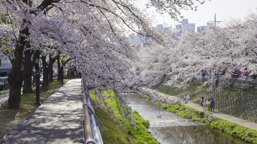 People Walking Under Cherry Blossoms Along Sunny Riverside Path, Mugeocheon Stream, Ulsan, South Korea