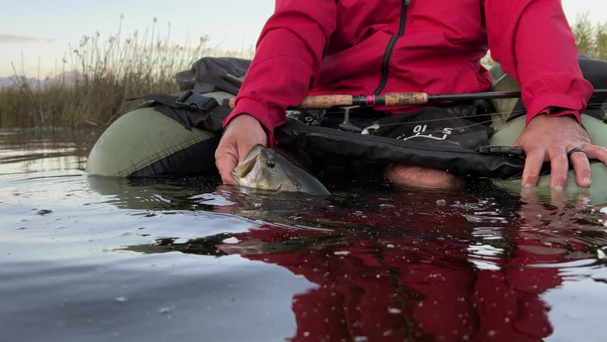 Largemouth bass fish is released into lake and it splashes away, CU