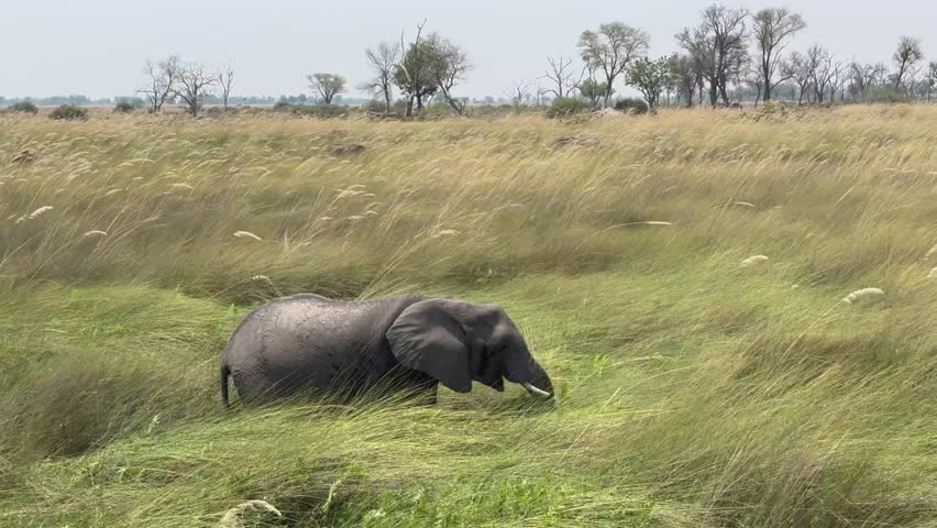 African bush elephant (Loxodonta africana) on the shores of Xakanaxa Lagoon in Moremi Game Reserve. Okavango Delta, Botswana.