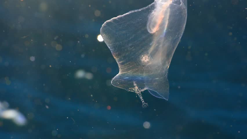 Macro of a tiny transparent shrimp-like crustacean riding a gelatinous organism in open ocean