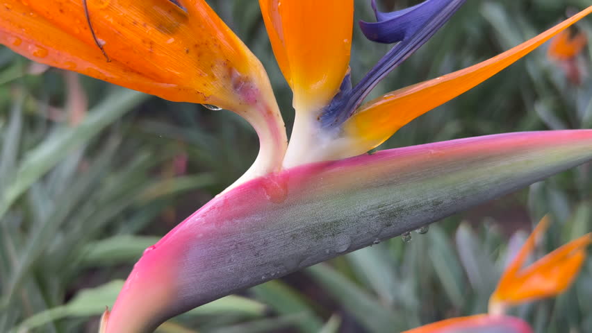 Bird of paradise flower revealed from extreme macro to full bloom with raindrops in a tropical nursery.