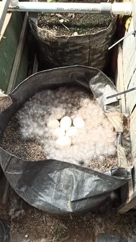 duck eggs in planter bags