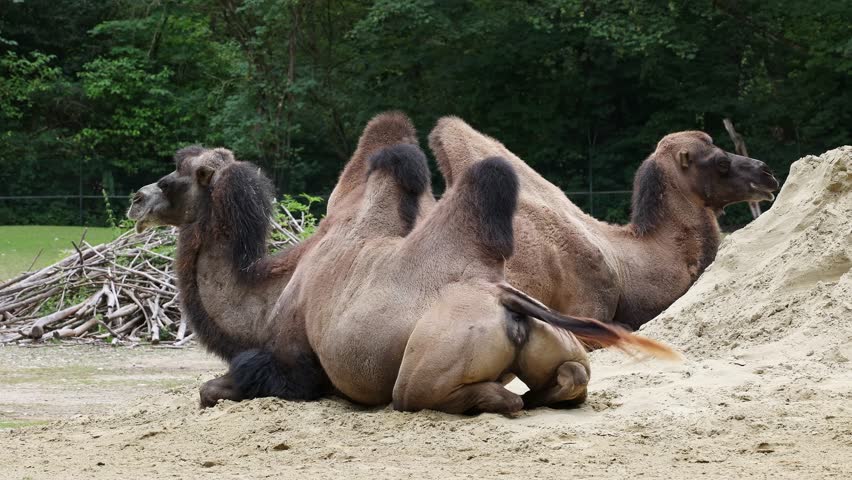 The Bactrian camel, Camelus bactrianus is a large, even-toed ungulate native to the steppes of Central Asia. The Bactrian camel has two humps on its back