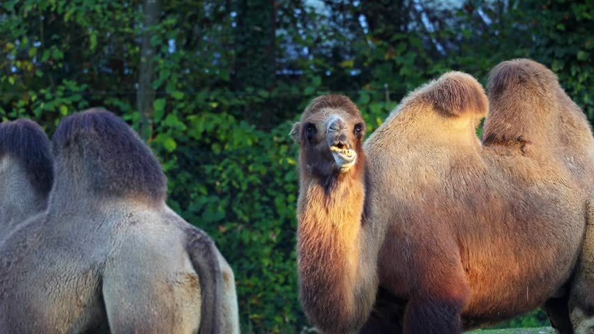 The Bactrian camel, Camelus bactrianus is a large, even-toed ungulate native to the steppes of Central Asia. The Bactrian camel has two humps on its back