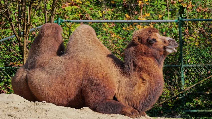 The Bactrian camel, Camelus bactrianus is a large, even-toed ungulate native to the steppes of Central Asia. The Bactrian camel has two humps on its back