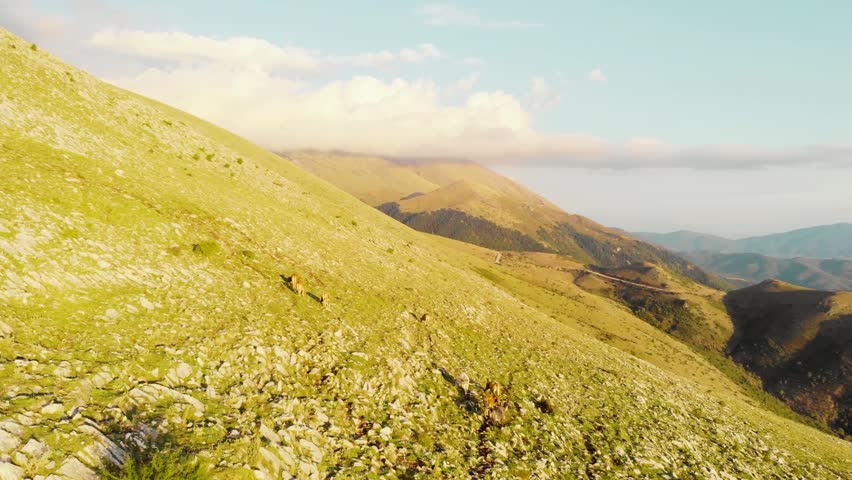 Drone video of free range cows grazing on high mountainside near Mount Olympus Greece, lush alpine pasture with cloudy fog drifting over distant peaks, bright summer sunlight, scenic nature landscape, rural farming and travel 