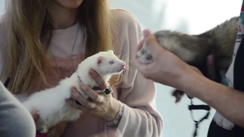 Young couple holding ferrets with gentle interaction and care