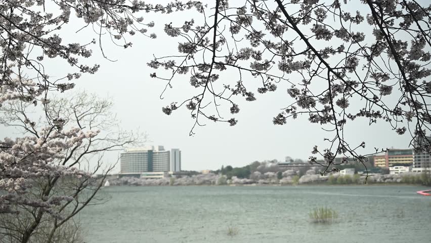 Everyday roads and Bomun Lake in Gyeongju, South Korea, surrounded by blooming cherry blossoms in spring. The scene captures a harmonious blend of daily life and natural beauty, where passing roads, calm lakeside views, and soft pink blossoms create a peaceful and scenic atmosphere.
