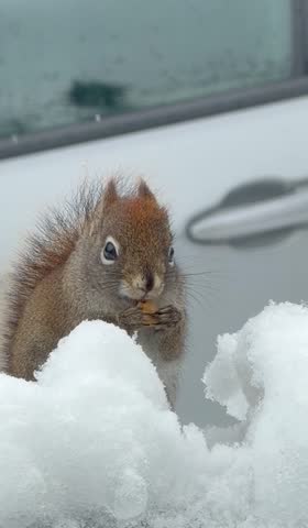 Squirrel eating a peanut on little snow hill 