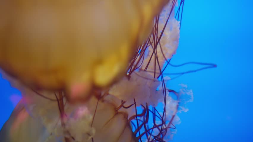 A breathtaking close-up of the Pacific Sea Nettle (Chrysaora fuscescens) drifting majestically through a deep blue void. This footage highlights the intricate details of its long, flowing tentacles an