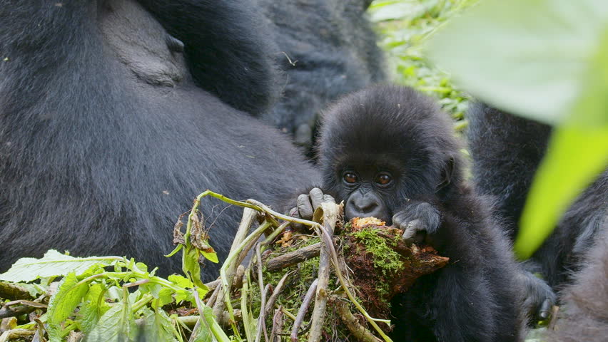 Baby Gorilla eating roots and sleeping