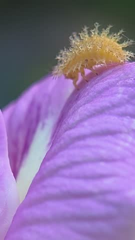 Macro shot of a yellow spiky ladybug larva crawling on a vibrant purple flower petal with soft bokeh background